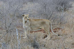 Image of African Lion