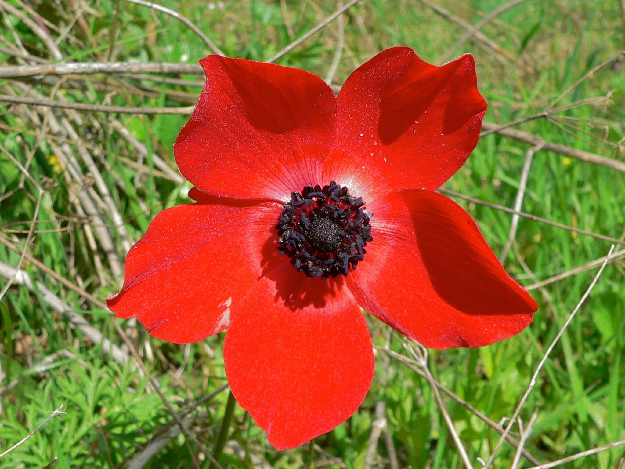 Image of broad-leaved anemone