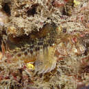 Image of Horned Blenny