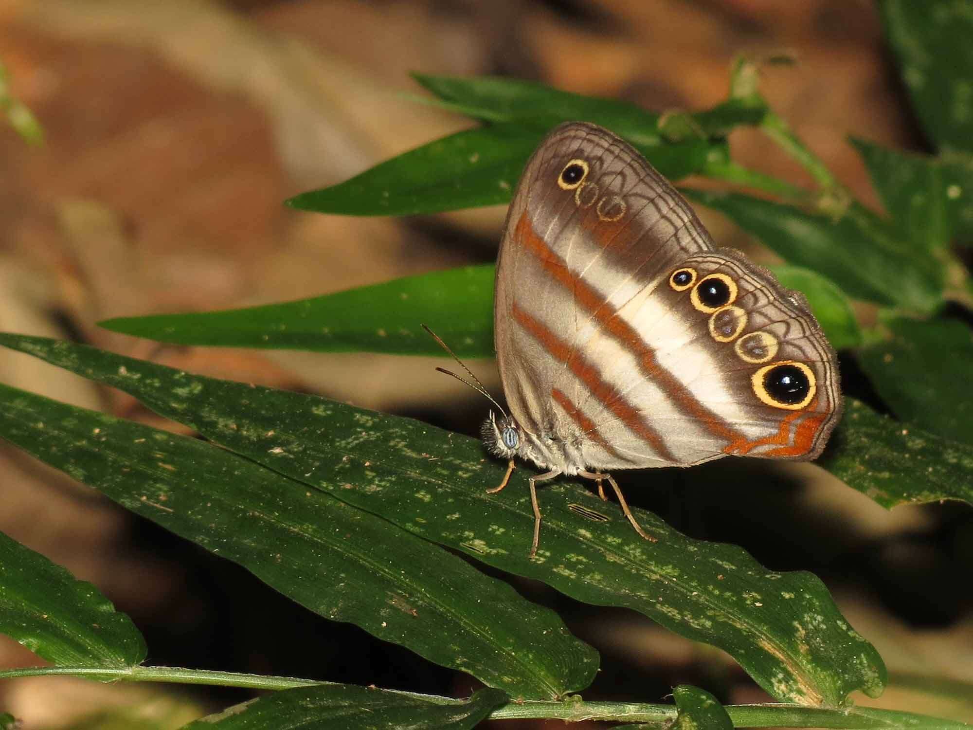 Image of Pareuptychia