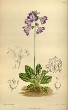 Plancia ëd Primula spicata Franch.