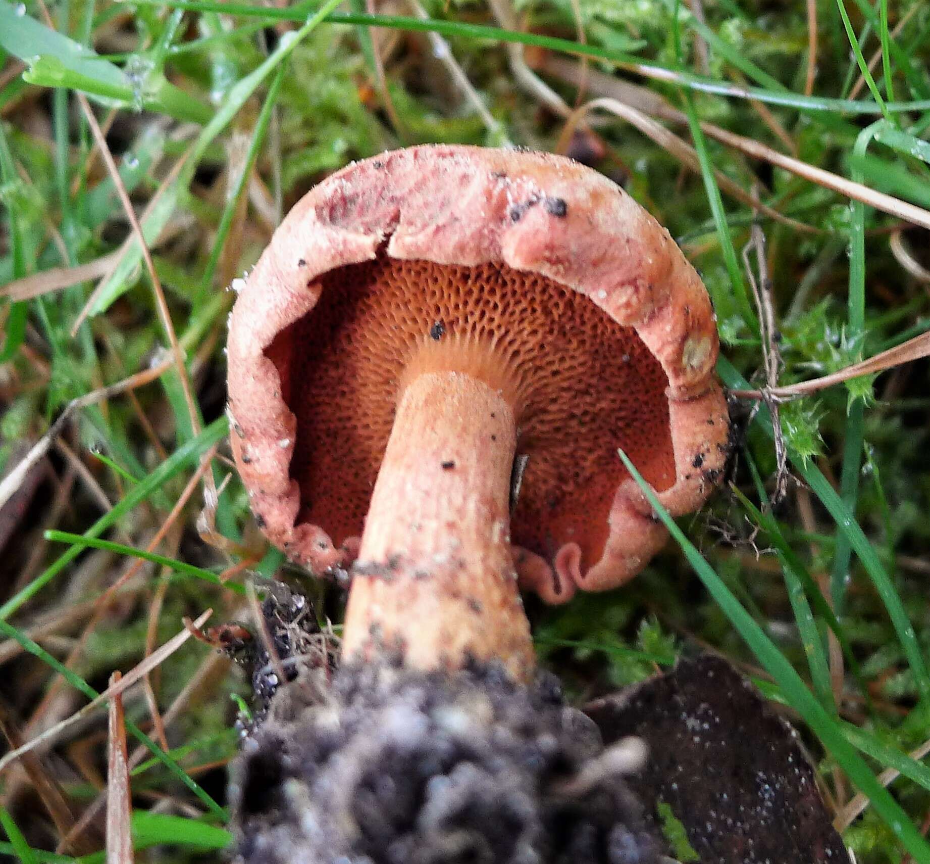 Image of Suillus cavipes (Klotzsch) A. H. Sm. & Thiers 1964