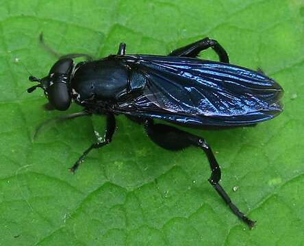 Image of Chalcosyrphus chalybeus (Wiedemann 1830)