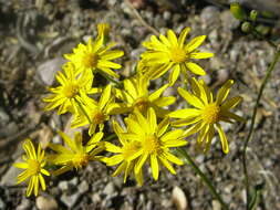 Image of Arizona ragwort