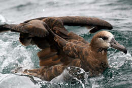 Image of North Pacific albatross