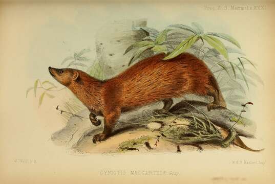 Image of Herpestes fuscus maccarthiae (Gray 1851)