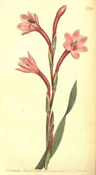 Image of bugle-lily