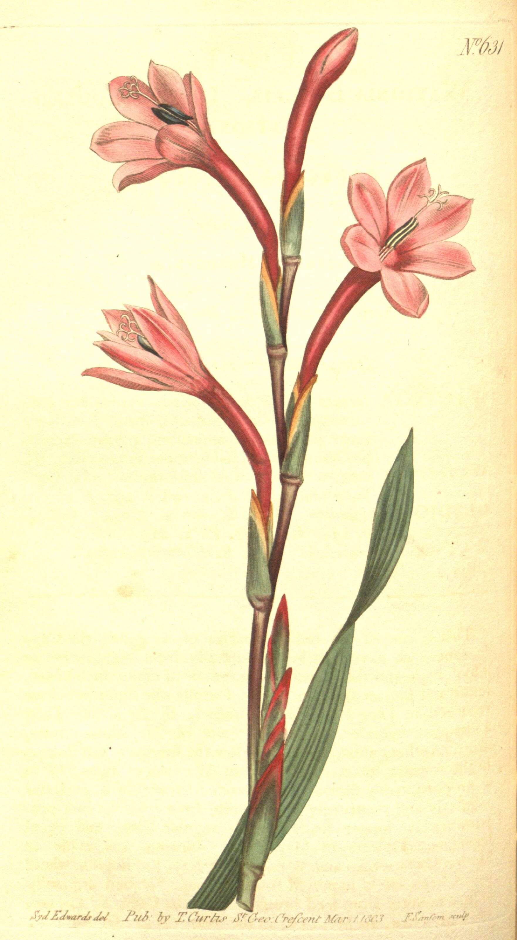 Image of bugle-lily