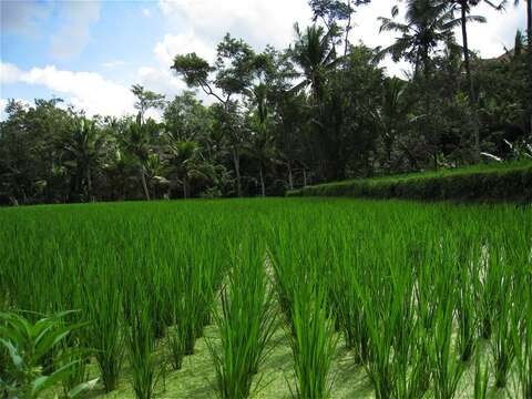 Image of rice