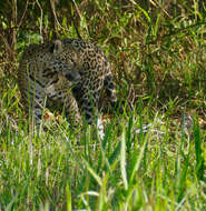 Image of big cats