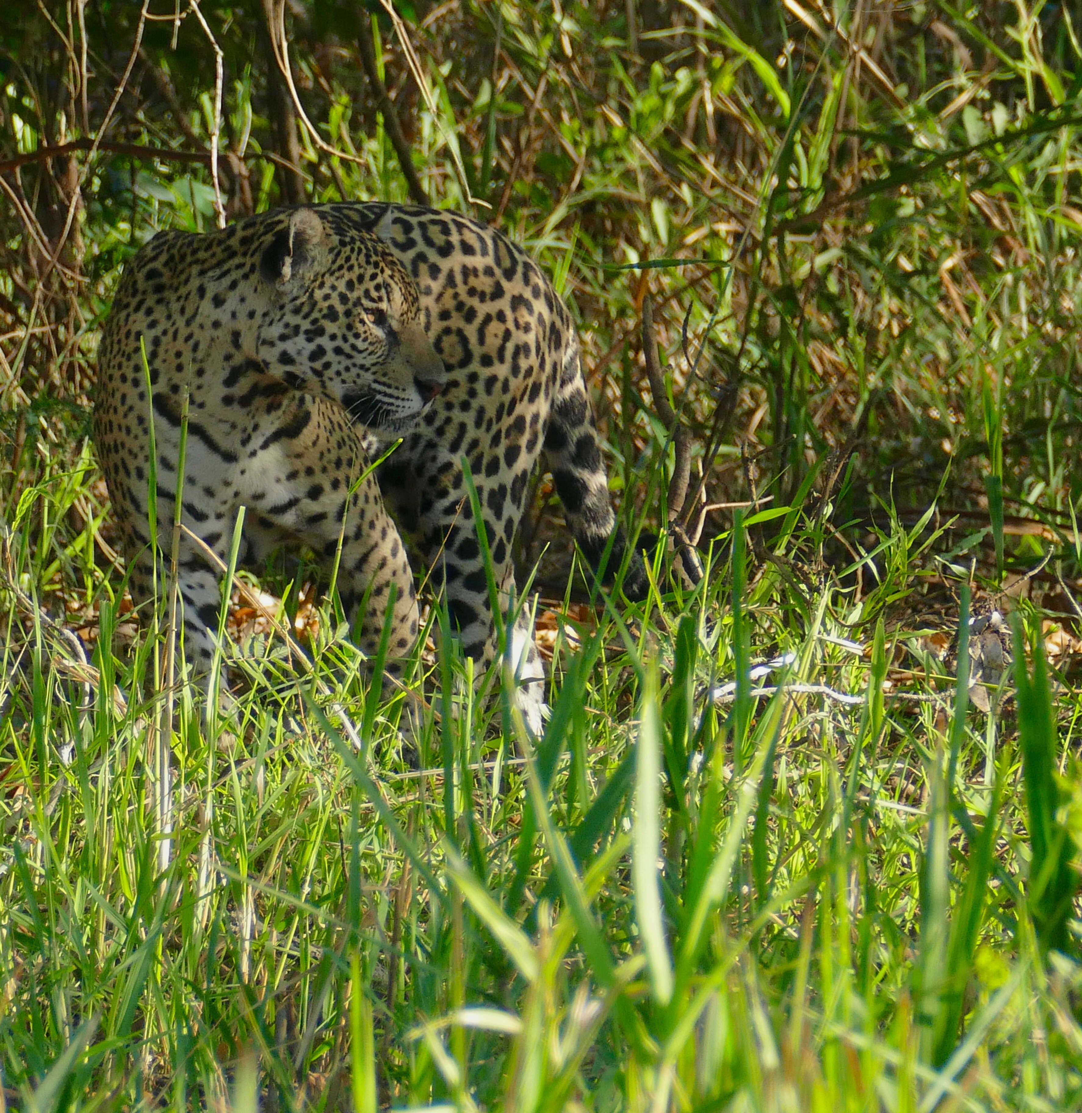 Image of Jaguar