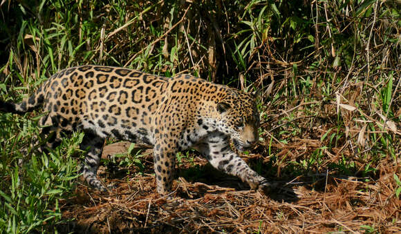 Image of Jaguar