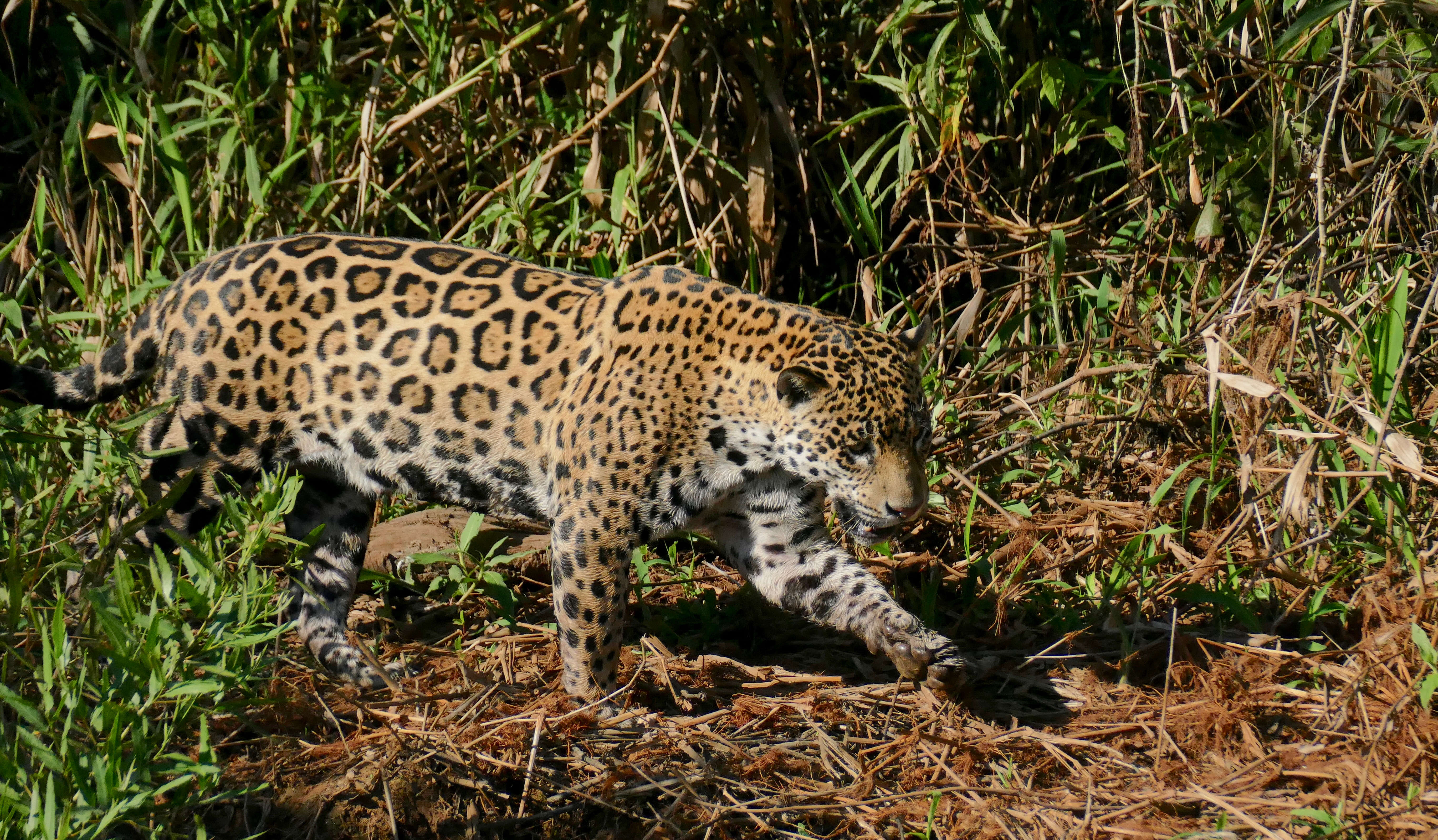 Image of big cats