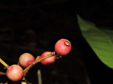 Image of Calyptranthes longicalyptrata B. Holst & M. L. Kawas.