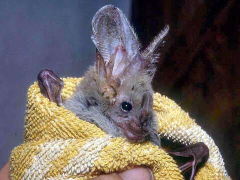 Image of Heart-nosed bat
