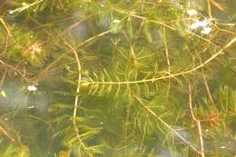 Image of water milfoil family