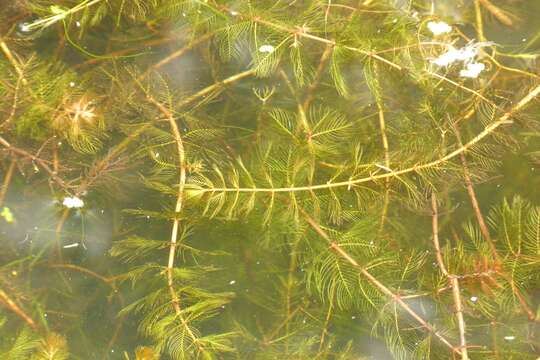 Image of Eurasian Water-Milfoil