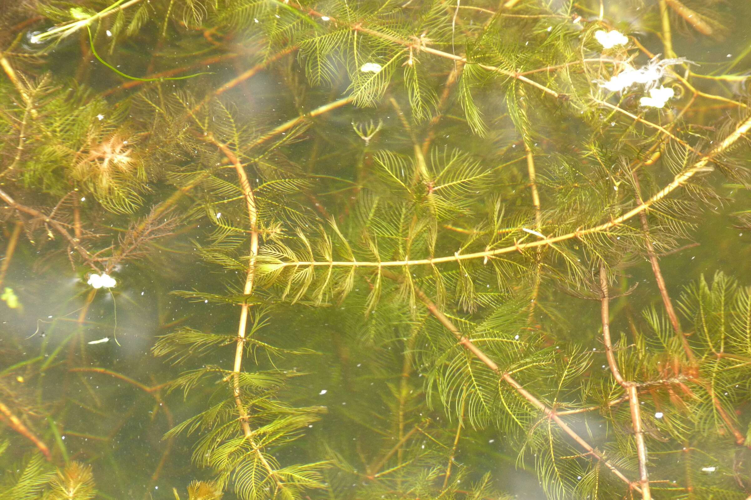 Image of water milfoil family