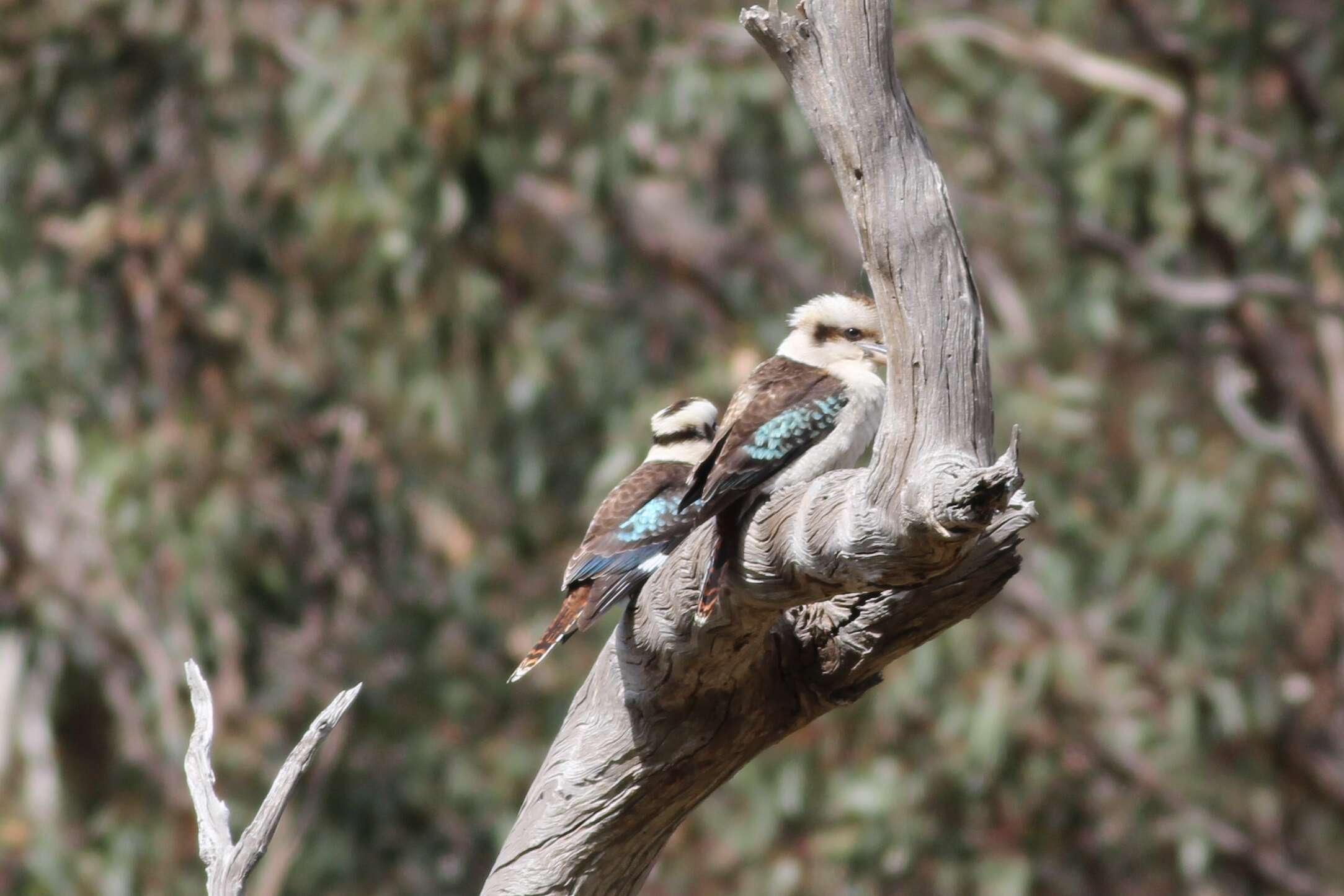 Image of Kookaburra