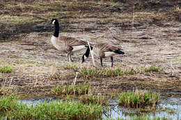 Image of Hawaiian goose