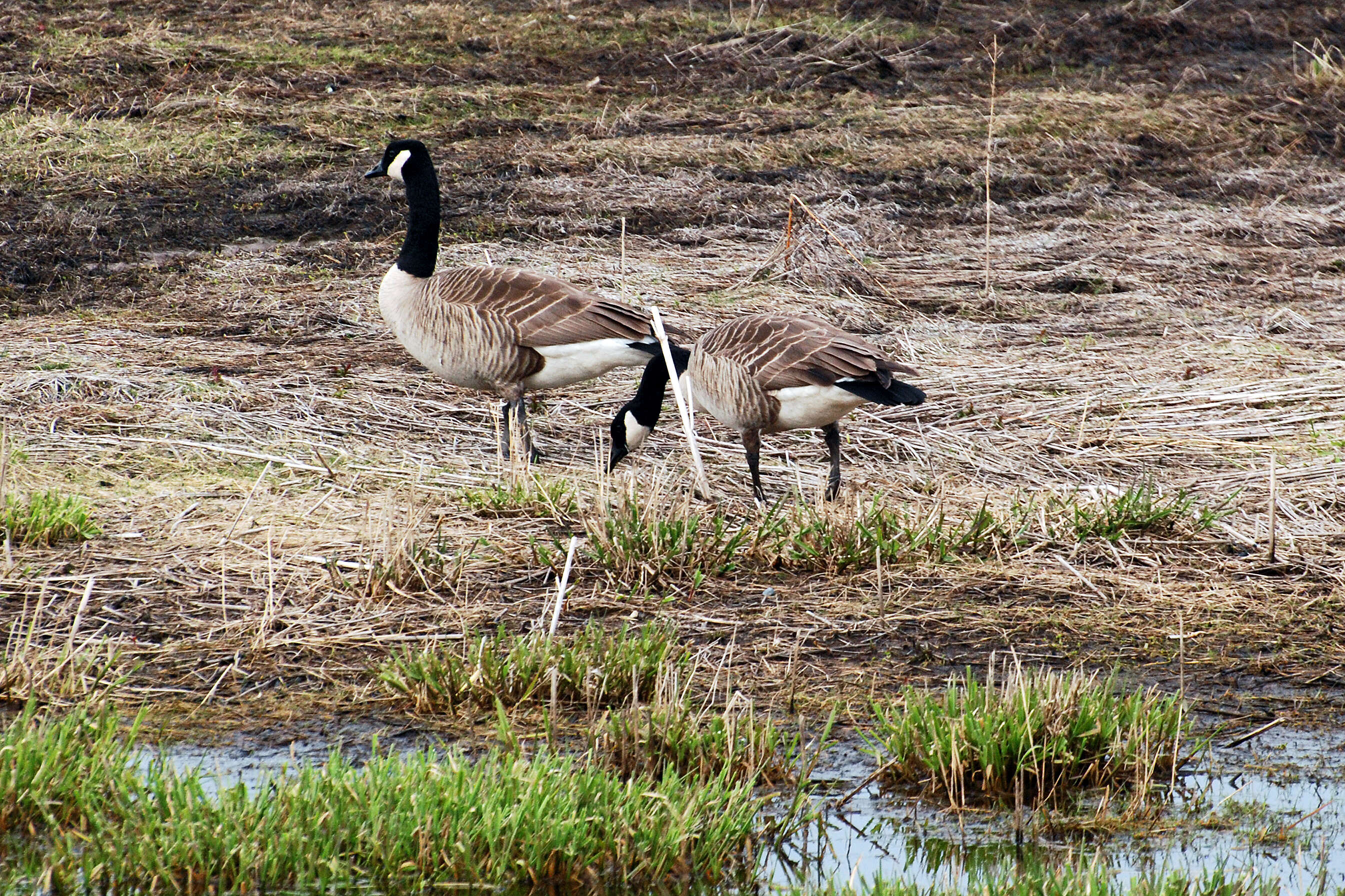 Image of Hawaiian goose