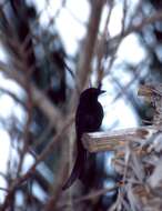 Image de Drongo malgache