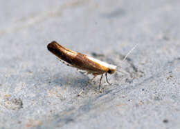 Imagem de Argyresthia albistria Haworth 1828