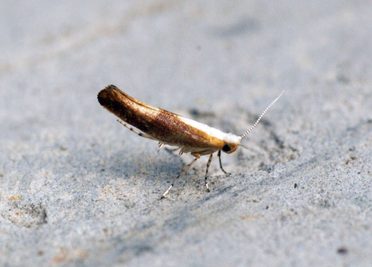 Image of shiny head-standing moths