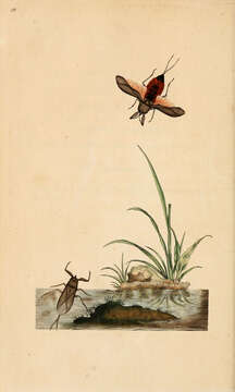 Image of Nepa Linnaeus 1758