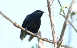 Image of Black Cuckoo-shrike