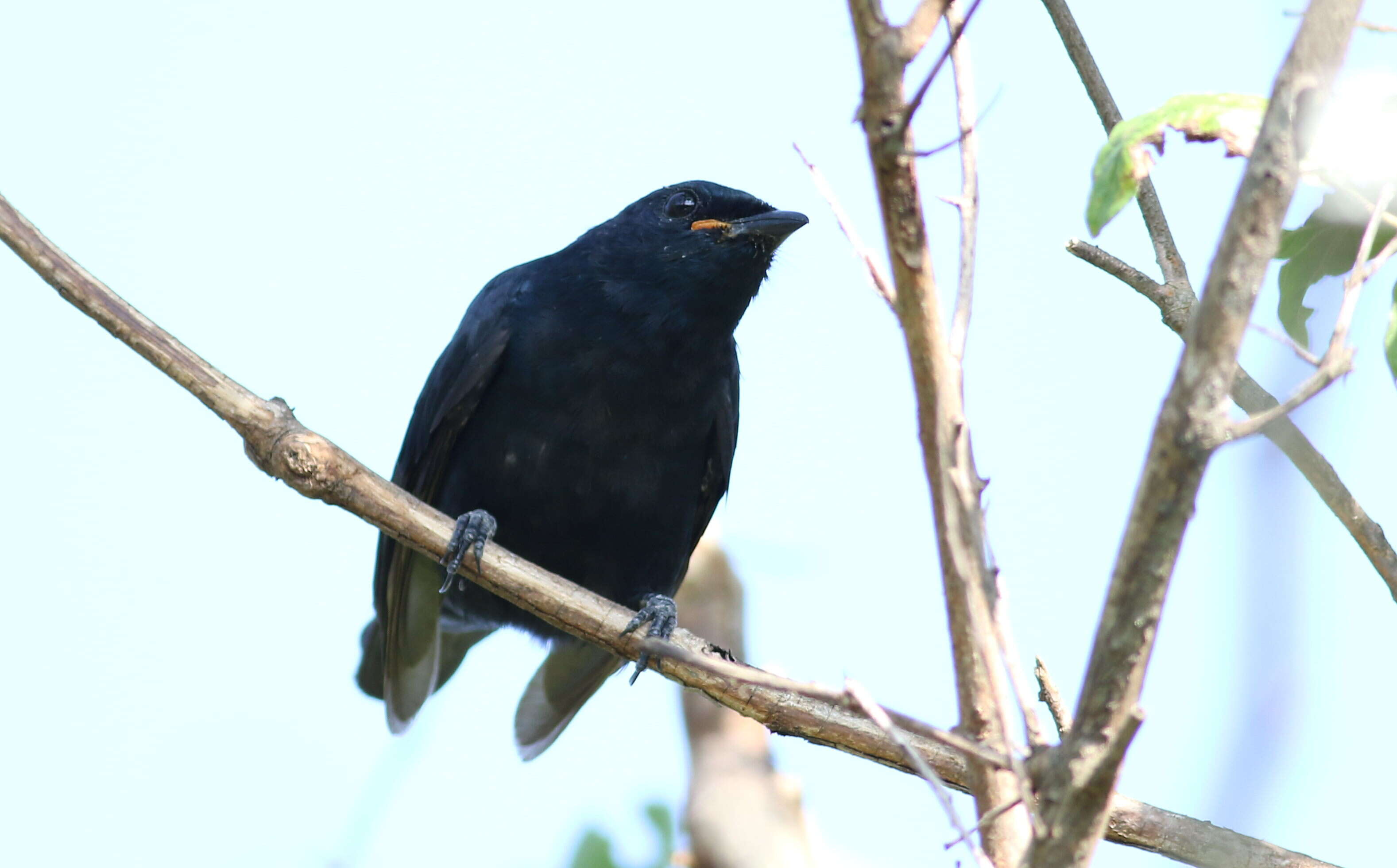 Image of Campephaga Vieillot 1816