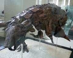 Image de Edmontonia rugosidens (Gilmore 1930)