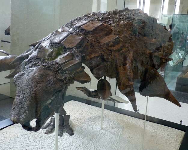 Image of Edmontonia Sternberg 1928