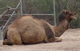 Image of Dromedary