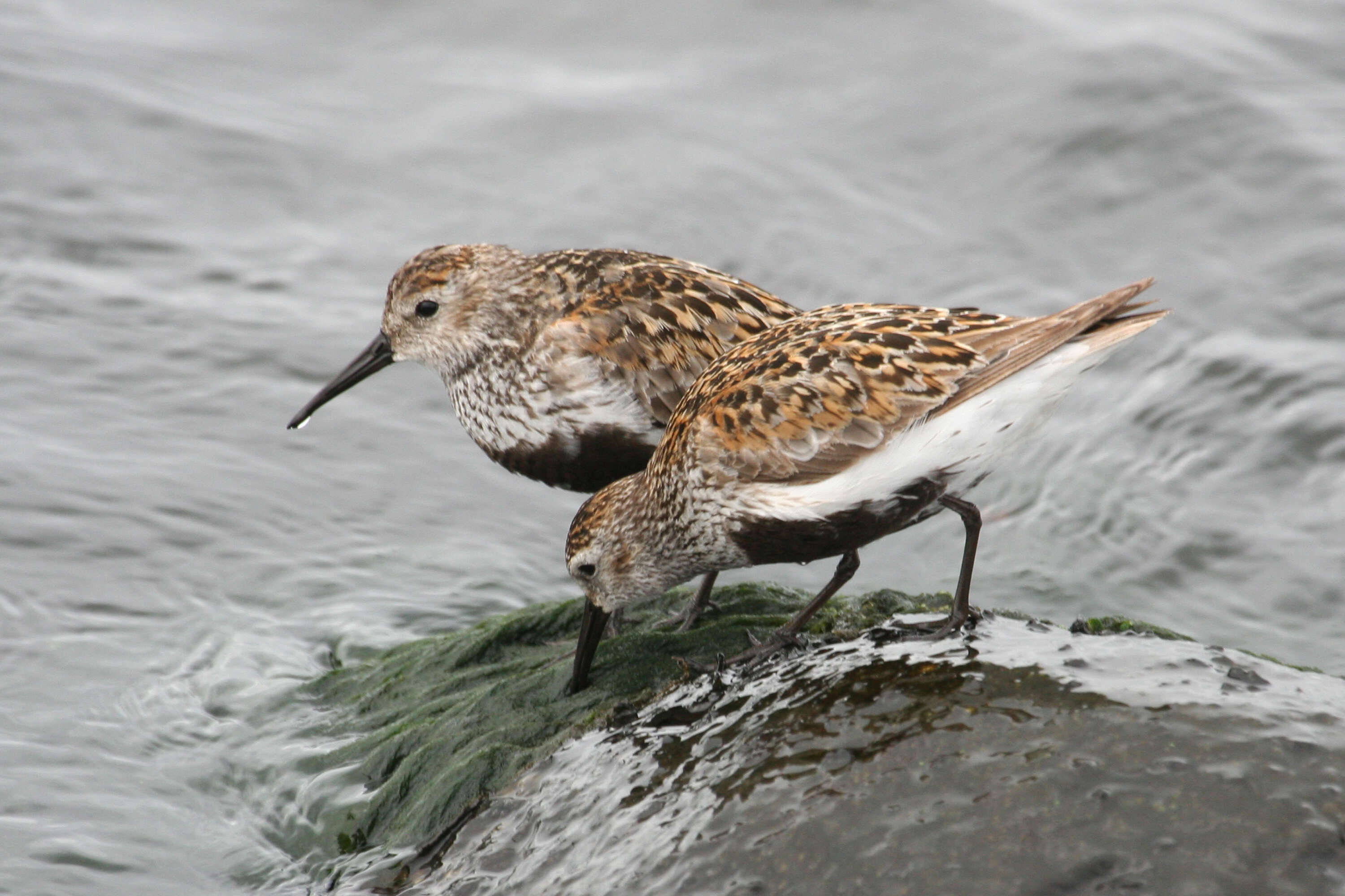 Image of Calidris Merrem 1804