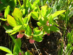 Image of Cascade Blueberry