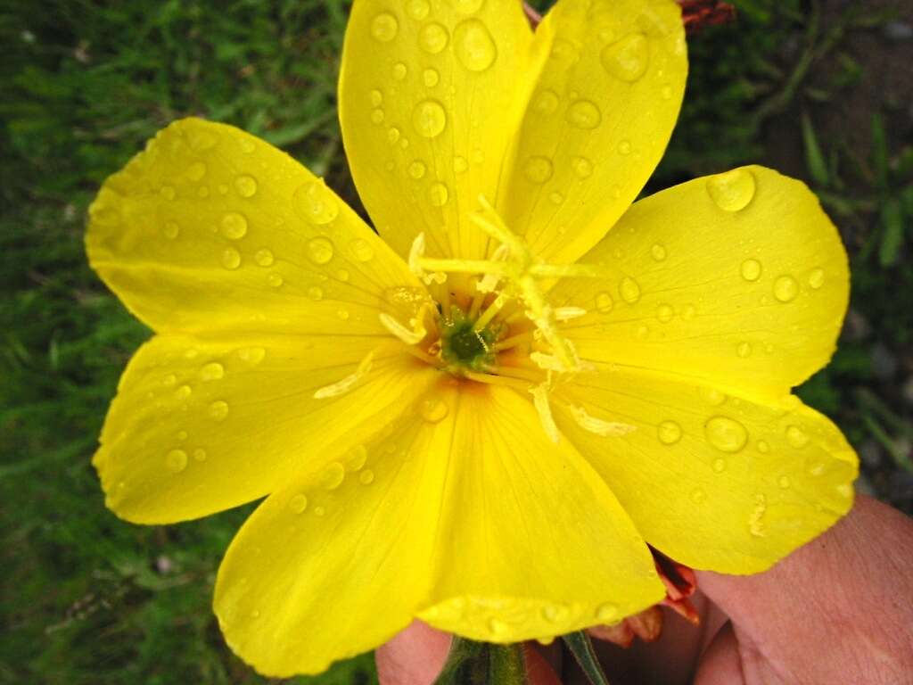 Image of evening primrose