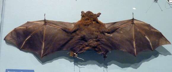 Image of greater short-nosed fruit bat