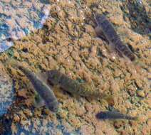 Image of Doctor Fish
