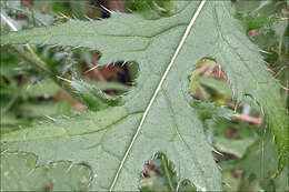 Image of Cirsium ochroleucum All.