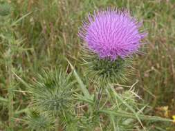 Image of Spear Thistle