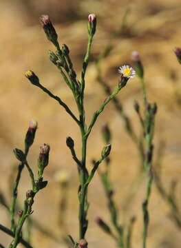 Image of Seaside American-Aster