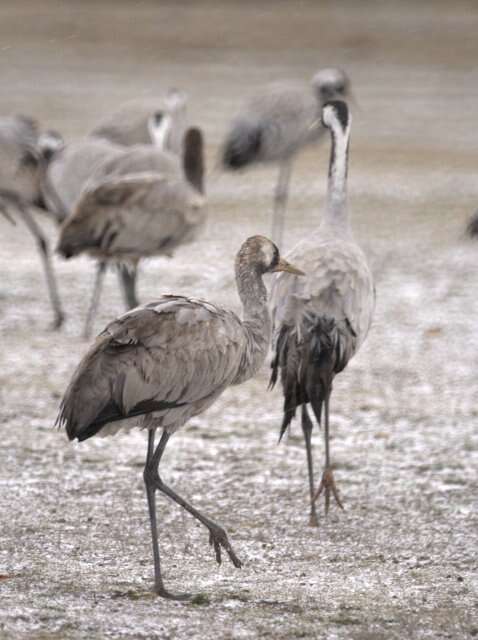 Image of Common Crane