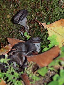 Image of Craterellus