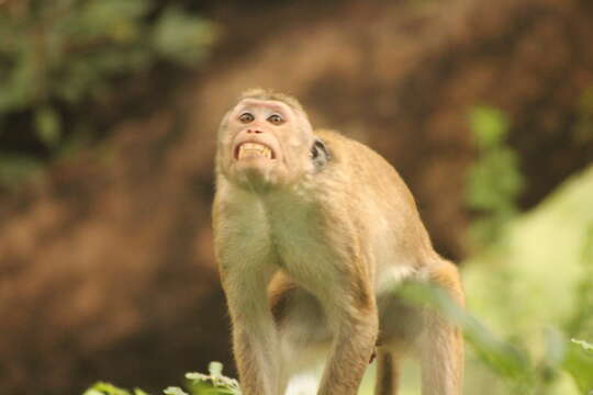 Image of Toque macaque