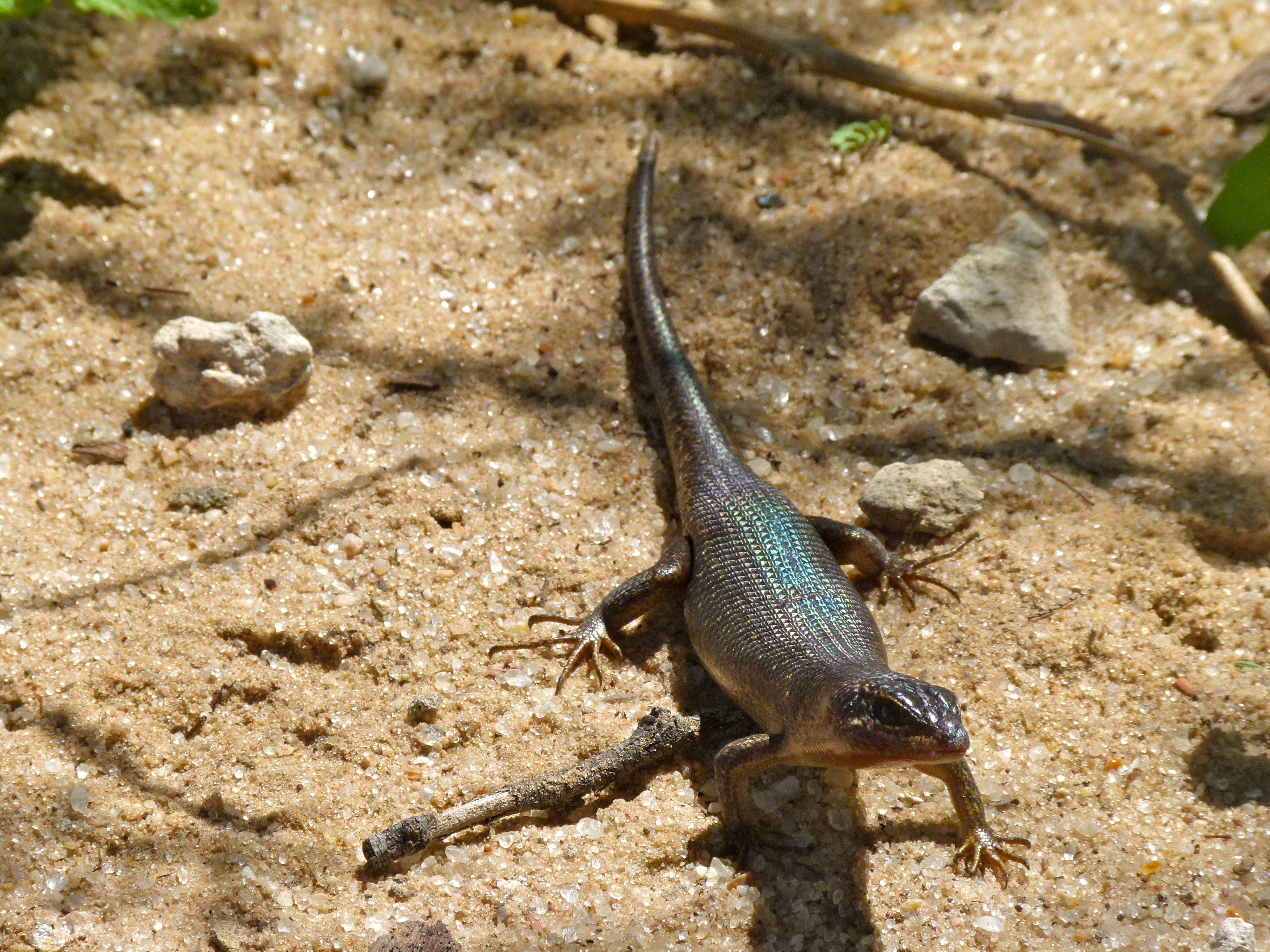 Sivun Trachylepis sparsa (Mertens 1954) kuva