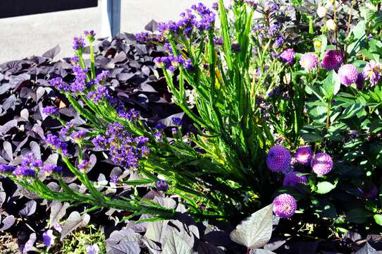 Image of wavyleaf sea lavender