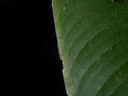 Image of Heliconia trichocarpa G. S. Daniels & F. G. Stiles