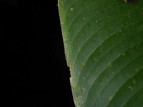 Image of Heliconia trichocarpa G. S. Daniels & F. G. Stiles