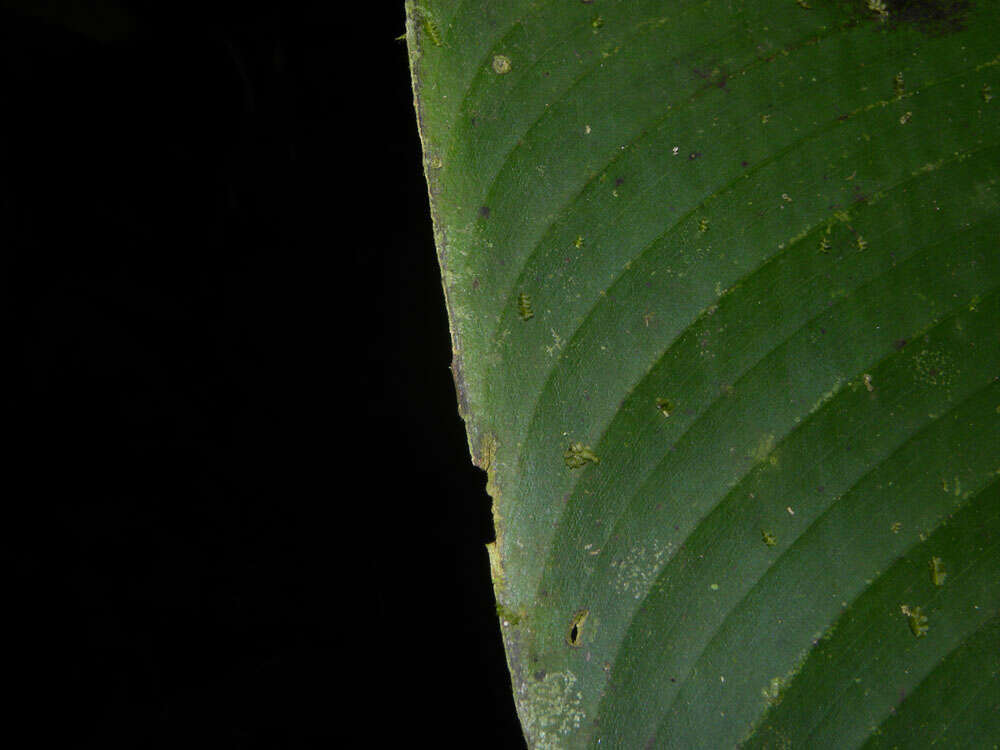 Image of Heliconia trichocarpa G. S. Daniels & F. G. Stiles